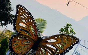 Butterfly at Pawna lake camping
