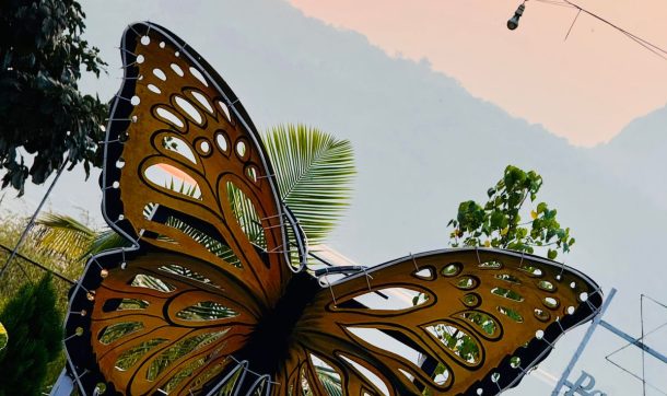 Butterfly at Pawna lake camping